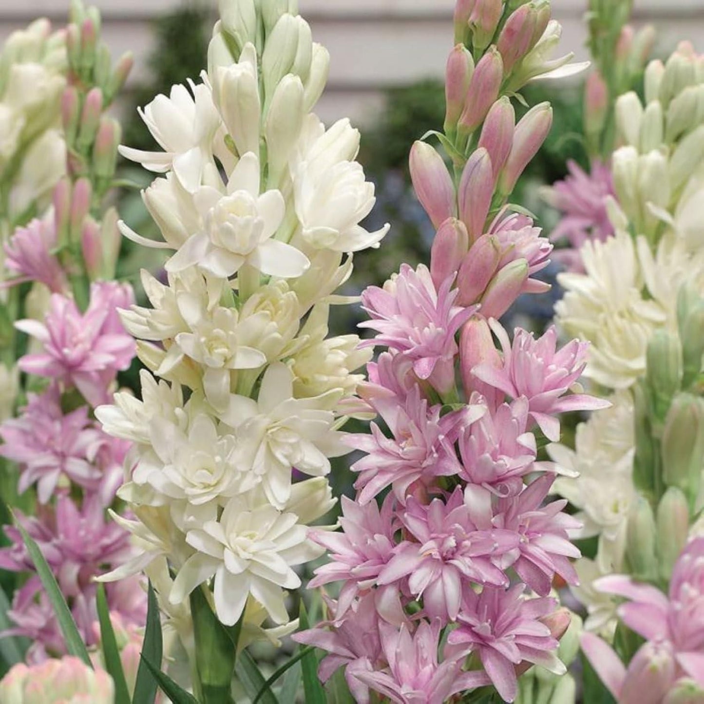 EternaBloom Double Petal Tuberose Bulbs (PACK OF 2)